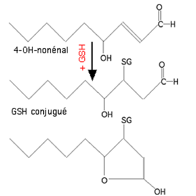 4-hydroxynonénal