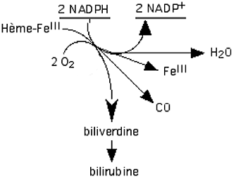 formation de la biliverdine