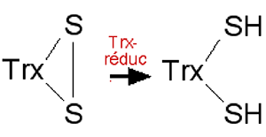 thiorédoxine réductase