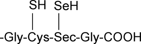 site actif de la sélénocystéine