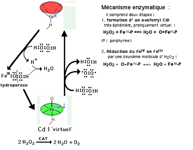 cycle rédox de la catalase