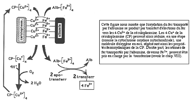 coopération céruloplasmine