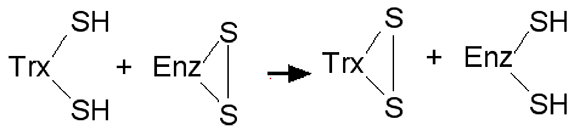 thiorédoxines