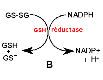 régénération du GSH