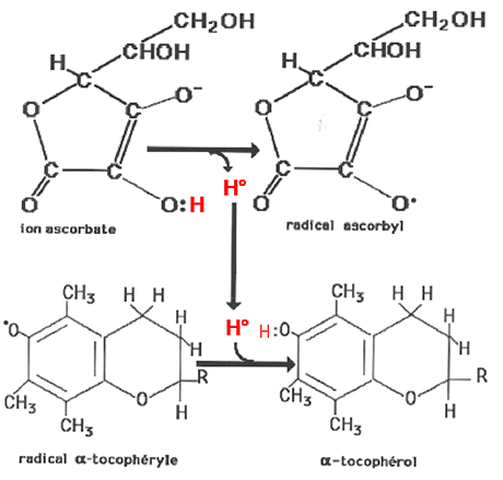 cycle ascorbate tocopherol