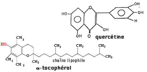 tocopherols