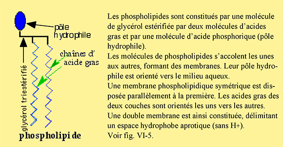 phospholipides