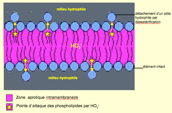 membrane