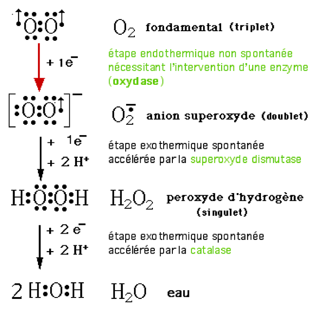 cascade de l'oxygene