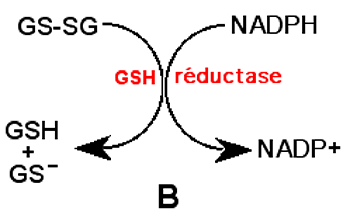 gshreductase