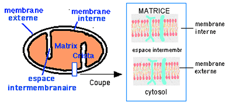 schemamitochondrie