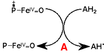 mecanismeperoxydase