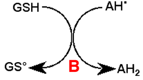 glutaoxydereduit