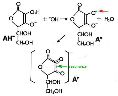 ascorbateascorbyl