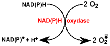 NADPHoxydase