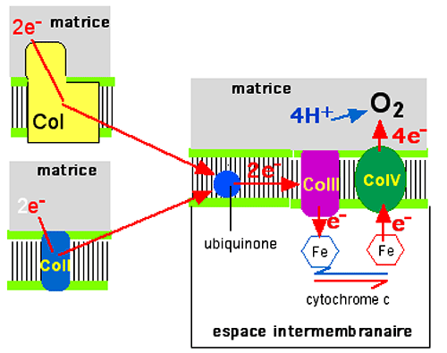 transport electrons