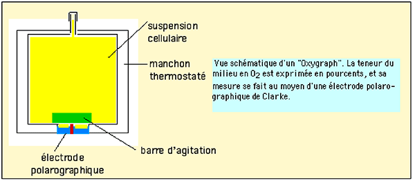 oxygraphe