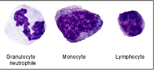 leucocytes