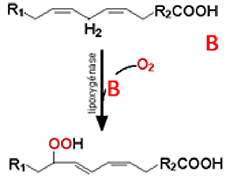 action de la lipoxygenase