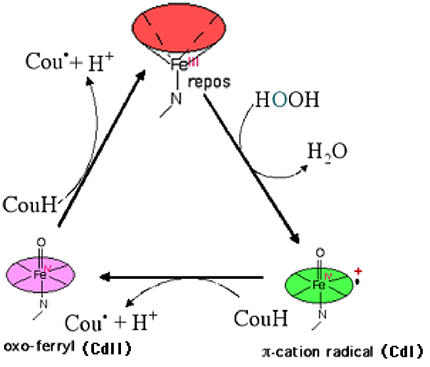 pgsynthase