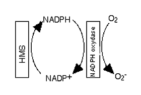 shunt des hexoses