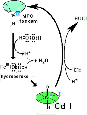 activite de la myeloperoxydase