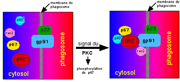 sous unités de la nox