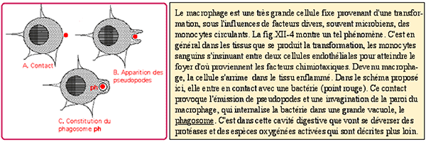 diapédèse et transformation du monocyte en macrophage