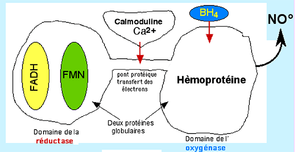 structure de la nos