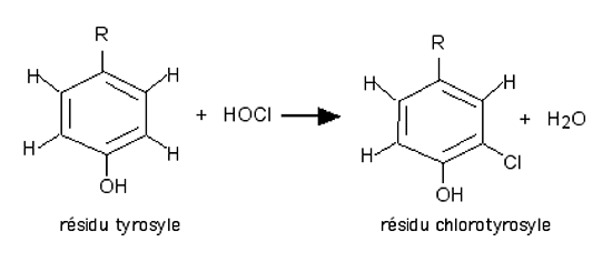 chloration de la tyrosine