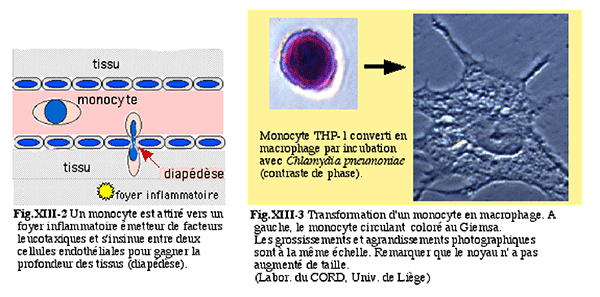 monocytes et macrophages