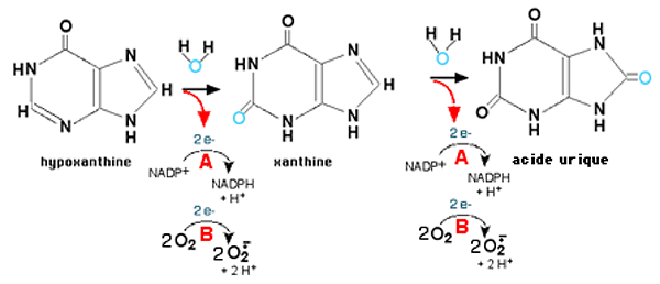 oxydation des purines