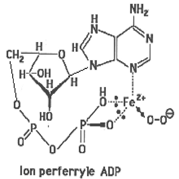 complexe fer ADP