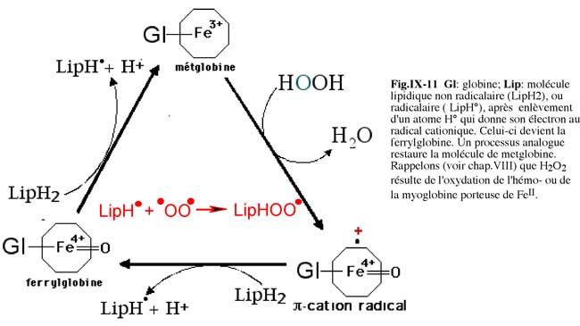 oxydation de l'hémoglobine