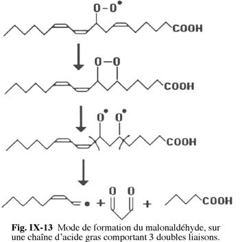 formation de la malonedialdéhyde