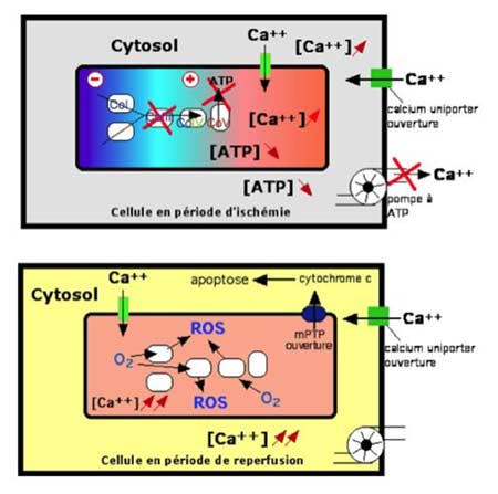 phenomènes d'ischémie-reperfusion