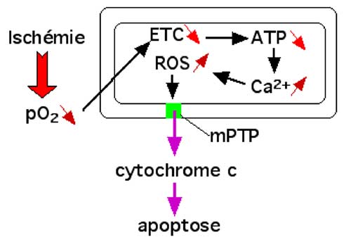 effets de l'ischemie